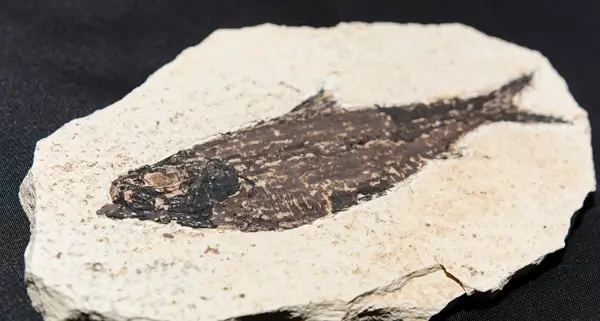 Fossil