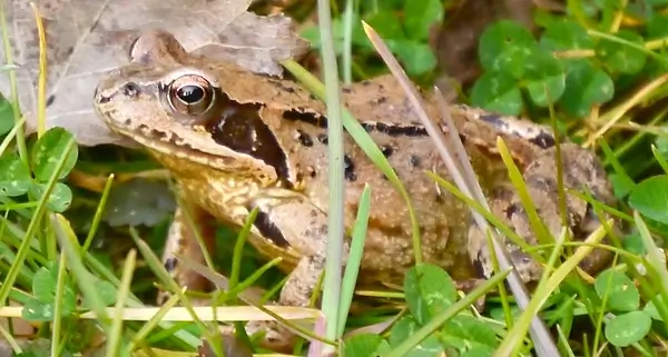 Tongrube-Willershausen_Frosch Tongrube Willershausen Amphibien