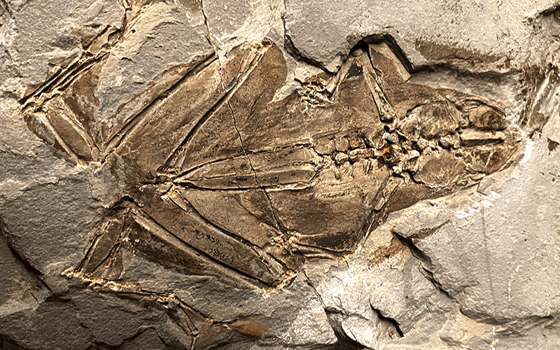 2.1 Fossillagerstätte & Geotop_ Frosch (8)