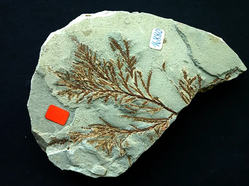 2.1 Fossillagerstätte & Geotop_ Galerie1