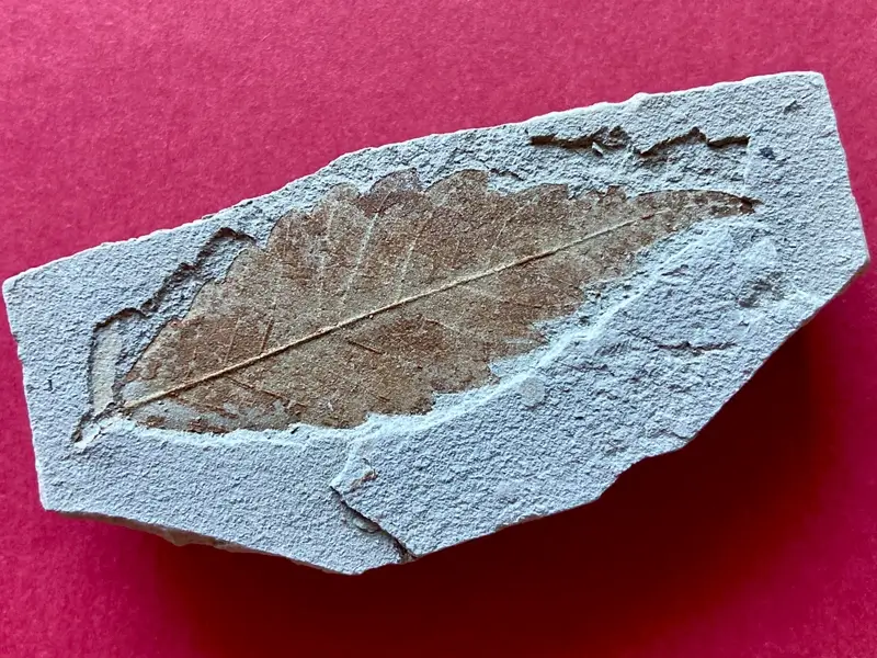 2.1 Fossillagerstätte & Geotop_ Galerie10