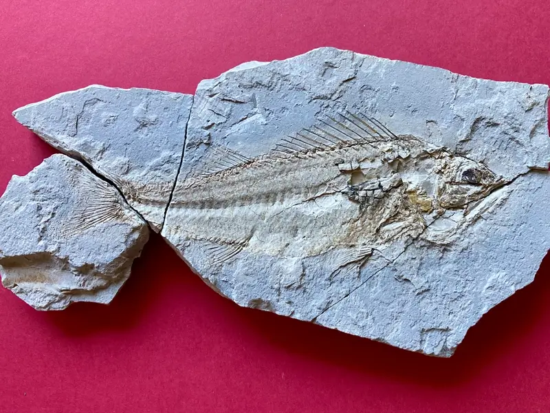 2.1 Fossillagerstätte & Geotop_ Galerie12