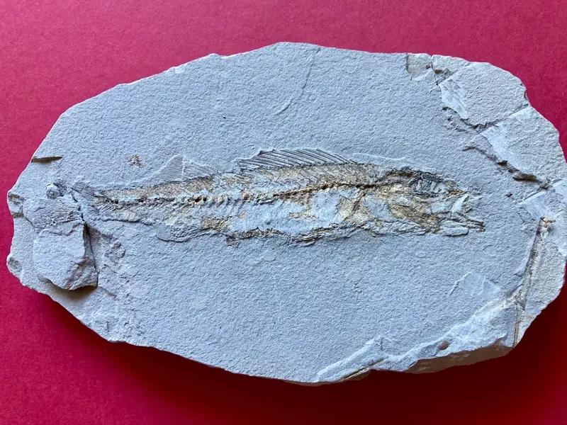 2.1 Fossillagerstätte & Geotop_ Galerie13
