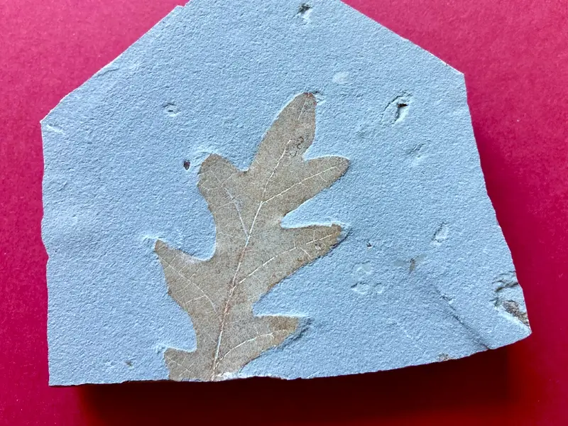2.1 Fossillagerstätte & Geotop_ Galerie14