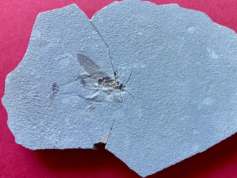 2.1 Fossillagerstätte & Geotop_ Galerie15