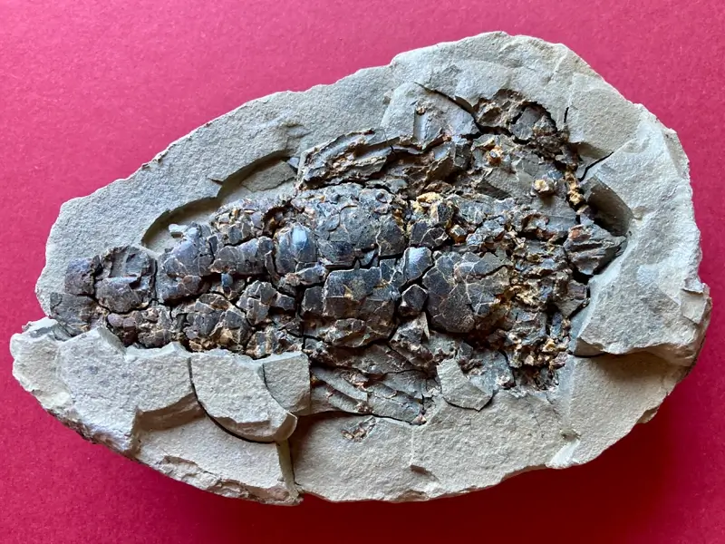 2.1 Fossillagerstätte & Geotop_ Galerie16