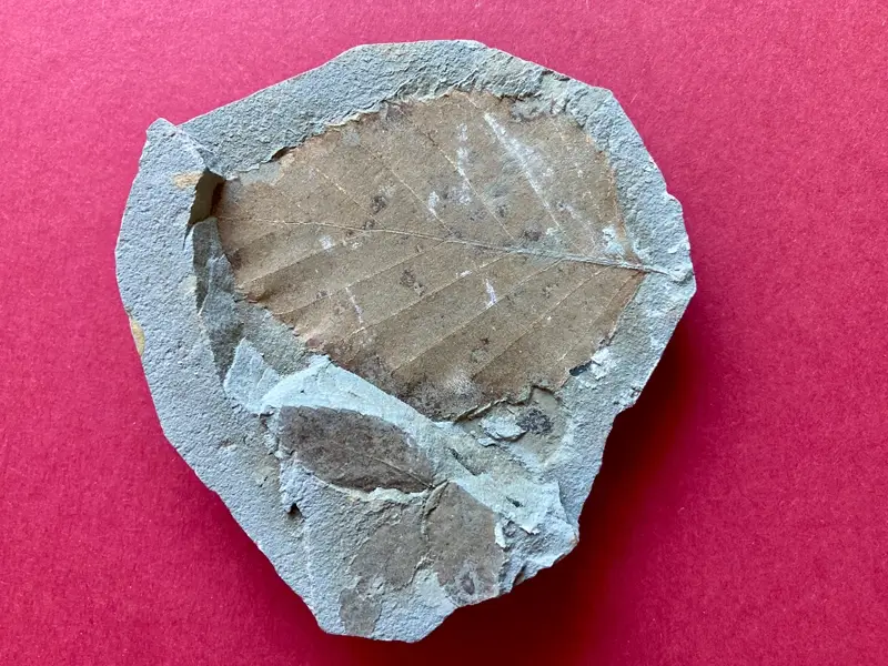 2.1 Fossillagerstätte & Geotop_ Galerie3