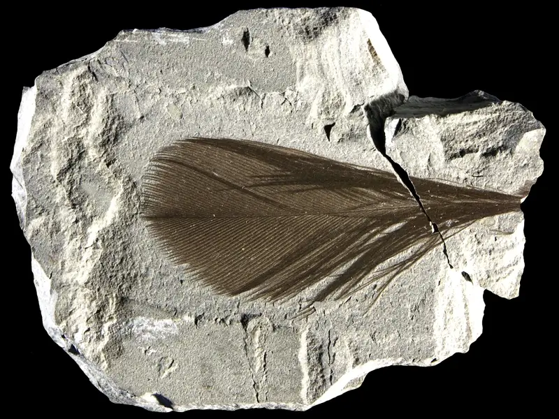 2.1 Fossillagerstätte & Geotop_ Galerie4