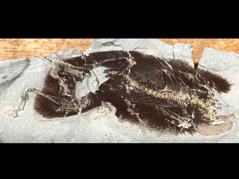 2.1 Fossillagerstätte & Geotop_ Galerie6
