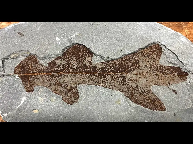 2.1 Fossillagerstätte & Geotop_ Galerie7