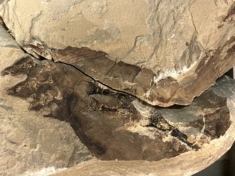 2.1 Fossillagerstätte & Geotop_ Galerie8