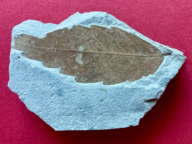 2.1 Fossillagerstätte & Geotop_ Galerie9