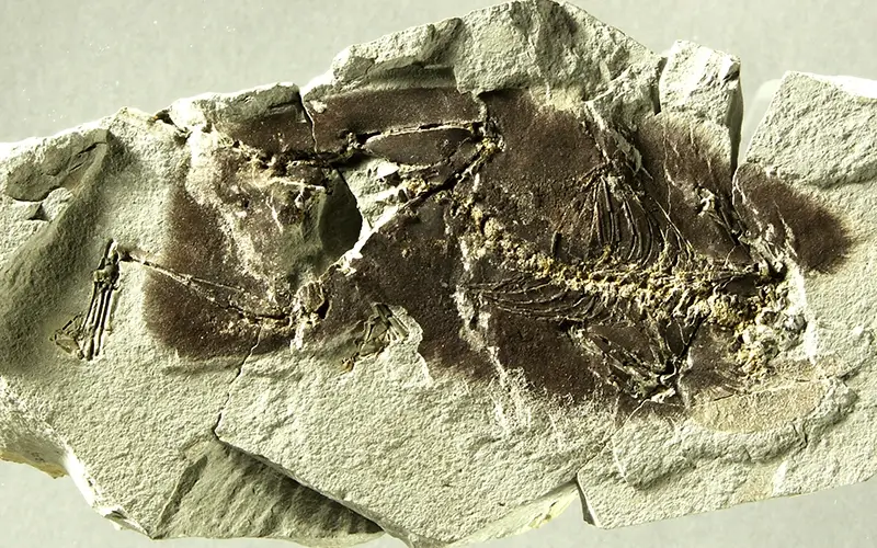 2.1 Fossillagerstätte & Geotop_ Maus (7)