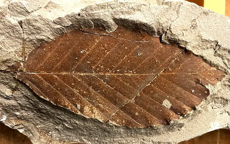 2.1 Fossillagerstätte & Geotop_Blatt1 (5)