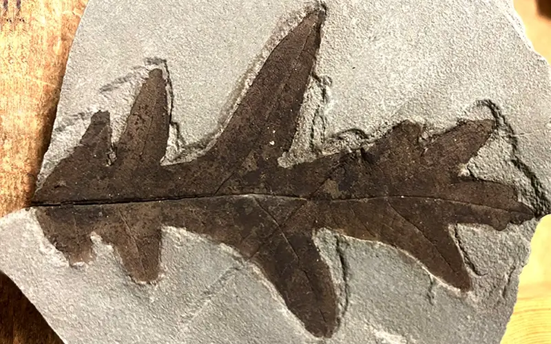 2.1 Fossillagerstätte & Geotop_Blatt2 (6)