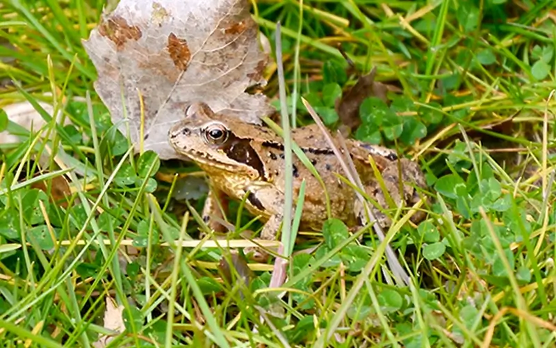 2.2 Biotop_Frosch (5)
