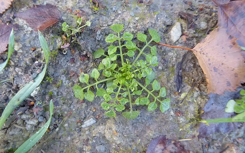 2.2 Biotop_Tümpel Flora (10)