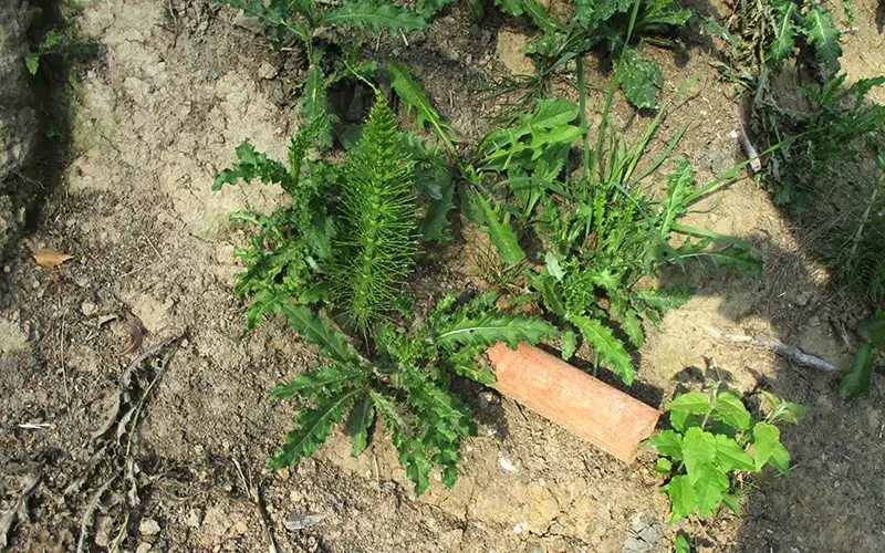 2.2 Biotop_Tümpel Flora (9)