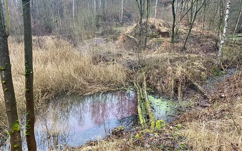 2.2 Biotop_Tümpel pink(6)