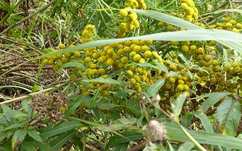 2.2 Biotop_Tümperl Flora (11)