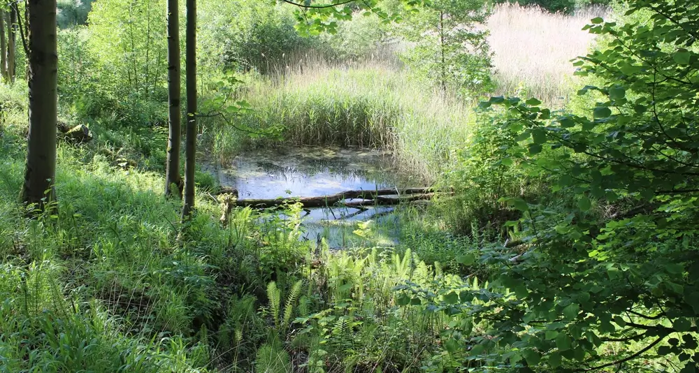 Tongrube Willershausen_2_1