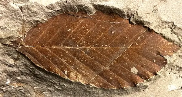 Tongrube Willershausen_Fossillagerstätte